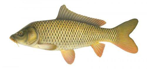 Candlewood Lake carp