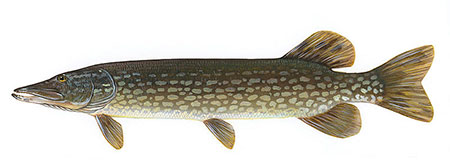 Candlewood Lake chain pickeral