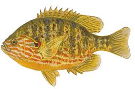 Candlewood Lake pumpkin seed